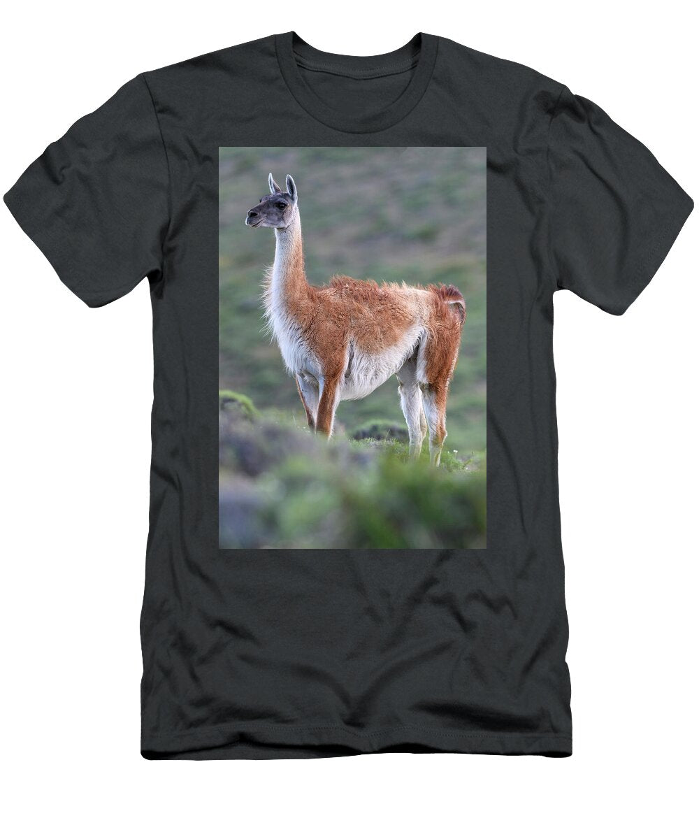 1 Guanaco Female Alert Looking At Puma on on Opposite Nick Garbutt Natureplcom T-Shirt