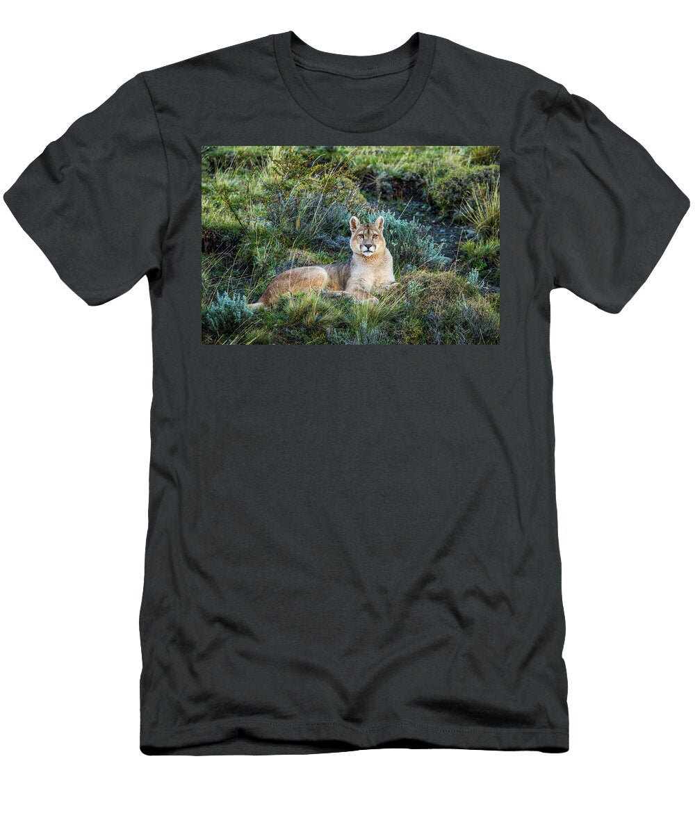 1 Mountain Lion in Patagonia Sebastian Kennerknecht T-Shirt