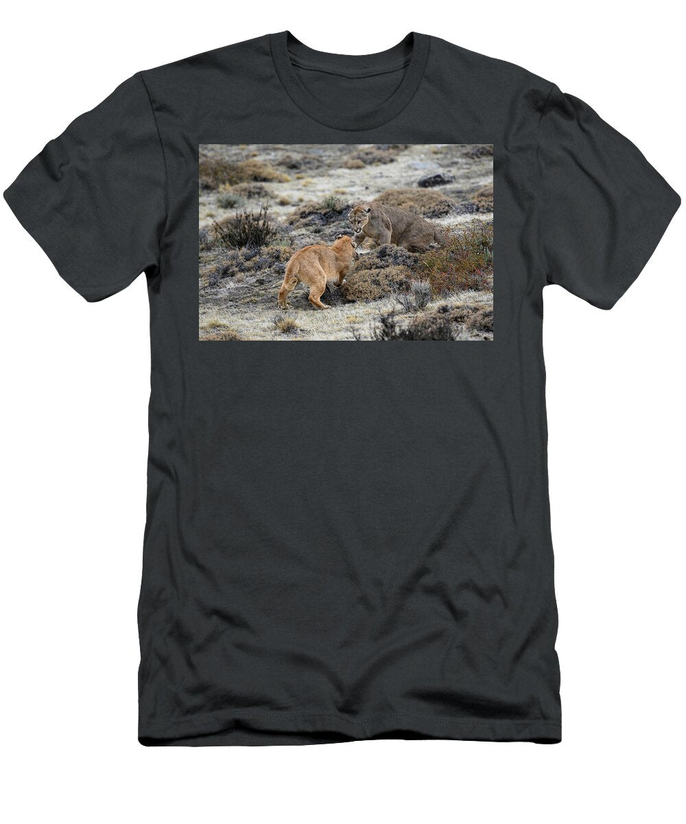 1 Two Pumas Females Fighting Over Prey One in Submissive Nick Garbutt Natureplcom T-Shirt
