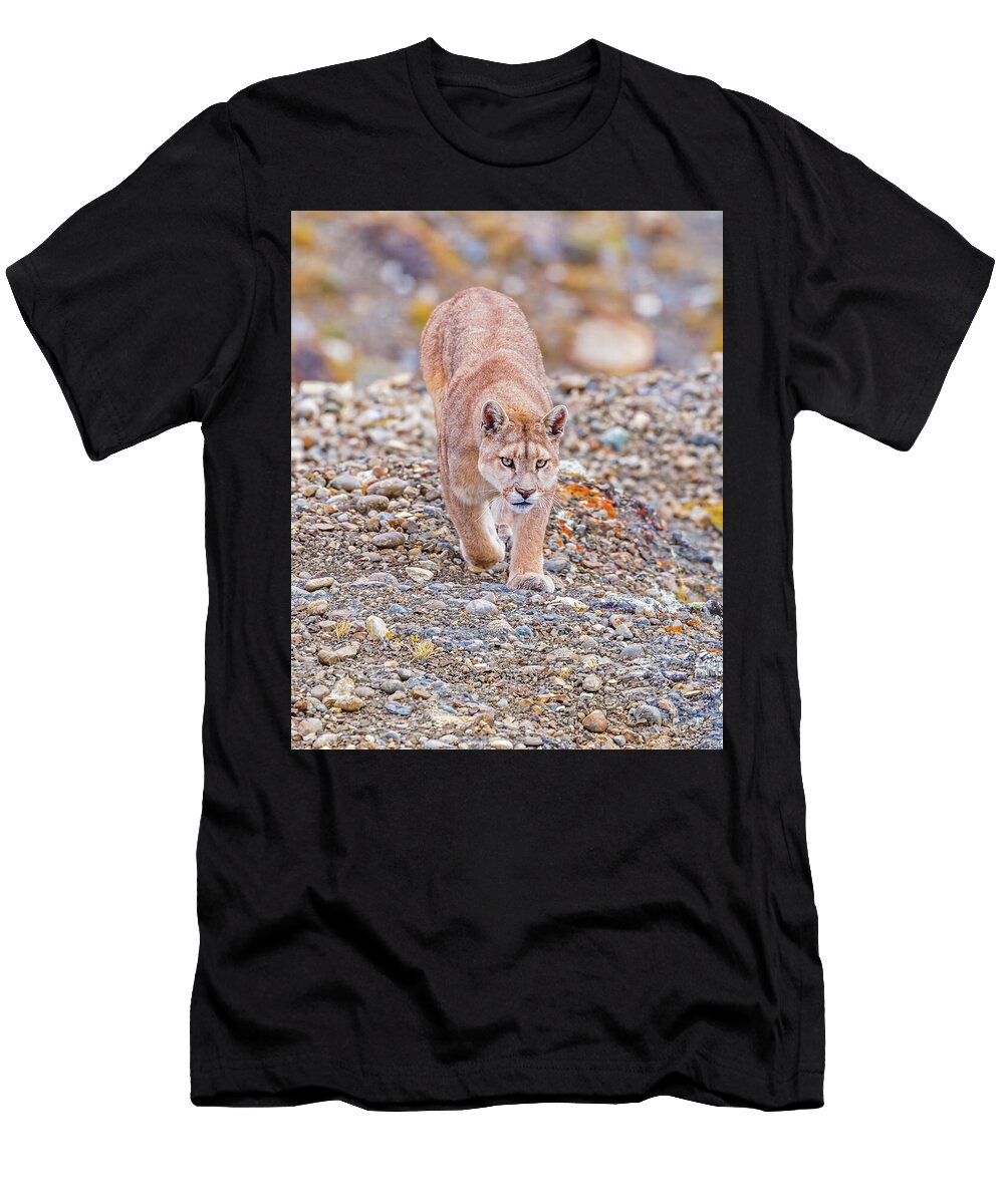 4 Puma Torres Del Paine National Park Jim Coda T-Shirt