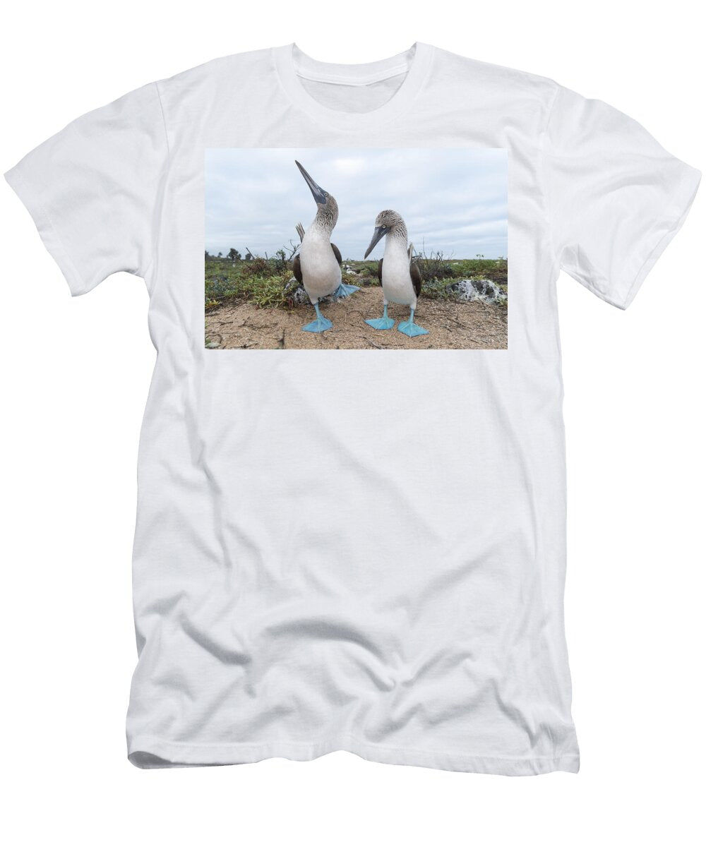 6 Blue Footed Booby Courtship Dance Tui De Roy T-Shirt