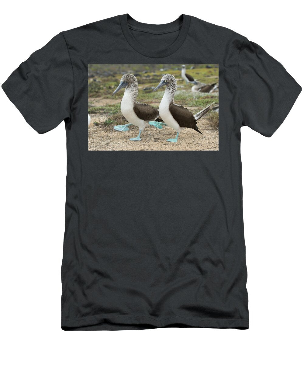 6 Blue Footed Booby Pair Courting Tui De Roy T-Shirt