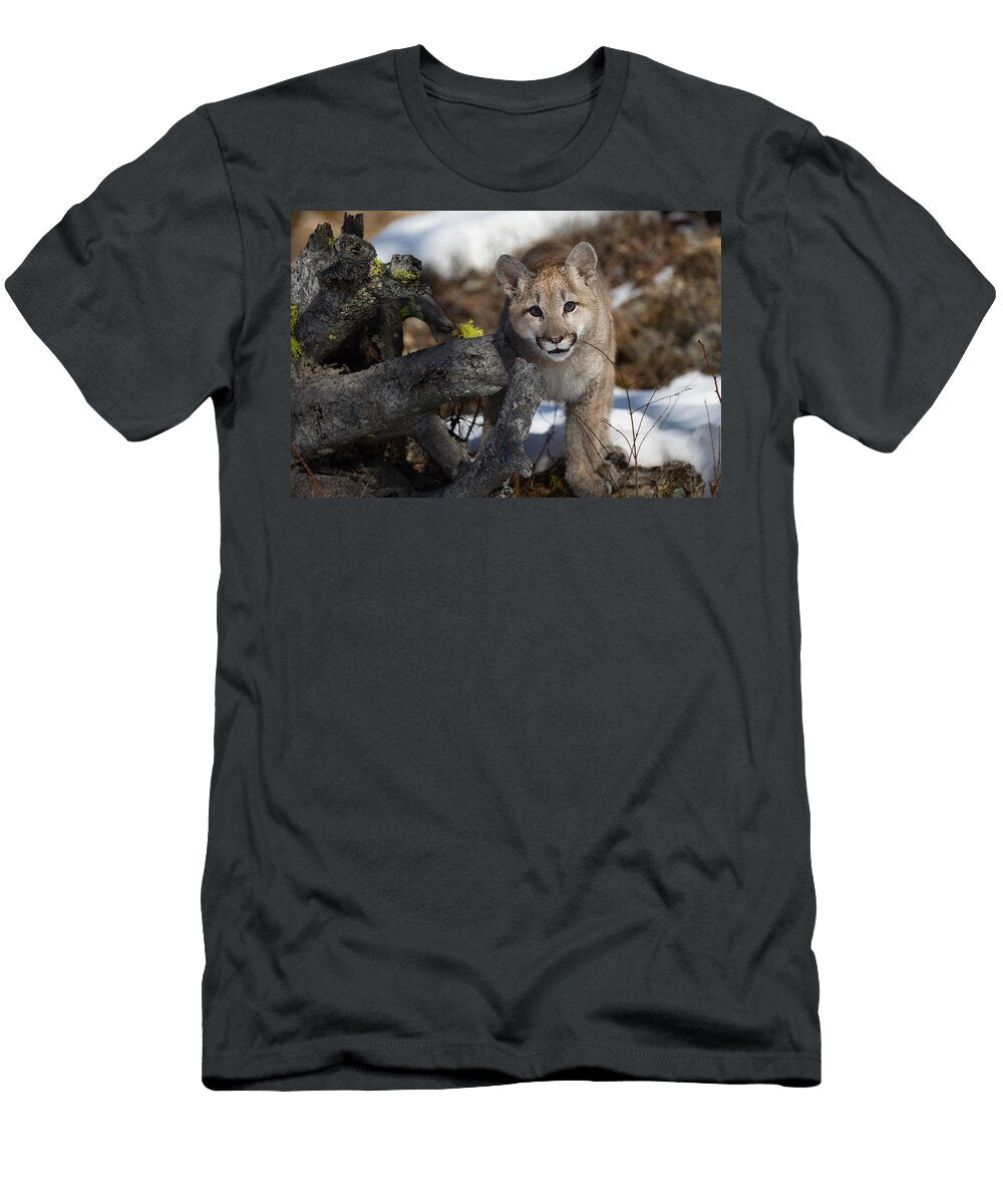 7 Puma Cub David Garcia T-Shirt