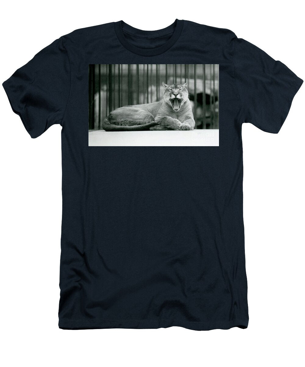 A Mountain Lion Yawning At London Zoo 1928 Frederick William Bond T-Shirt