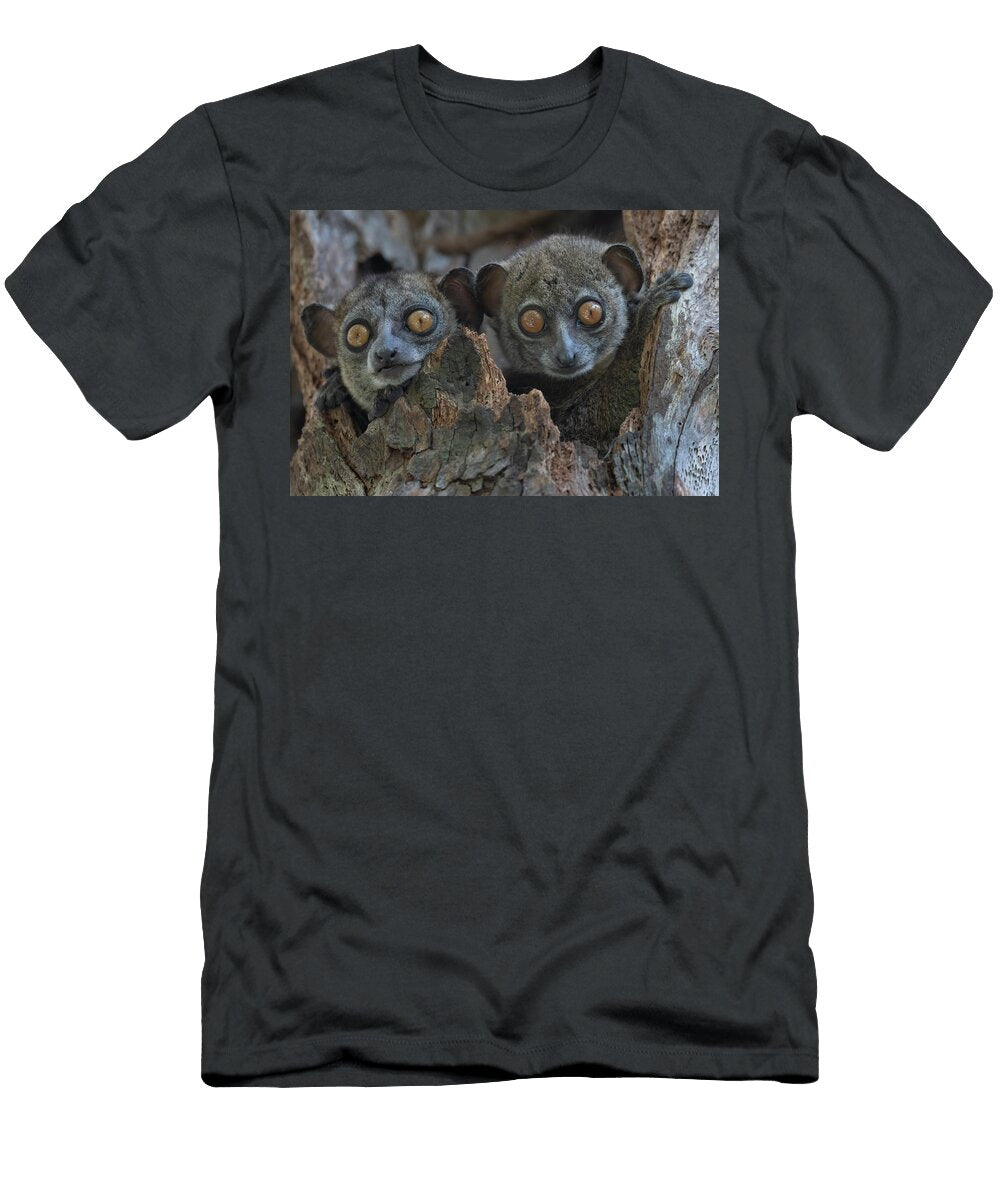 Ankarana Sportive Lemur Pair Peering Out From Tree Hole Bernard Castelein Natureplcom T-Shirt
