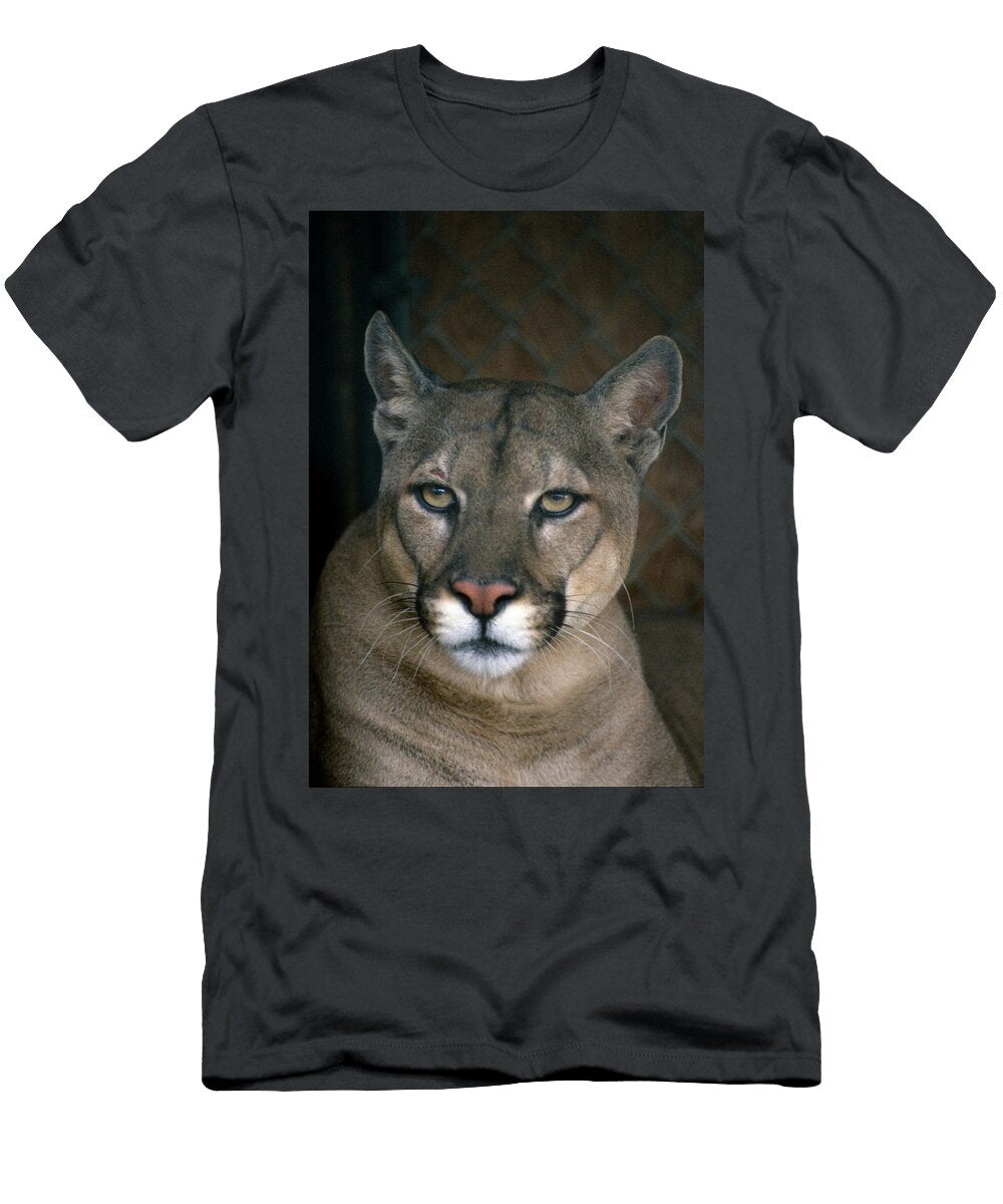 Beautiful Close Up Mountain Lion Face in the Shadows Anim390 00110 Kevin Russell T-Shirt