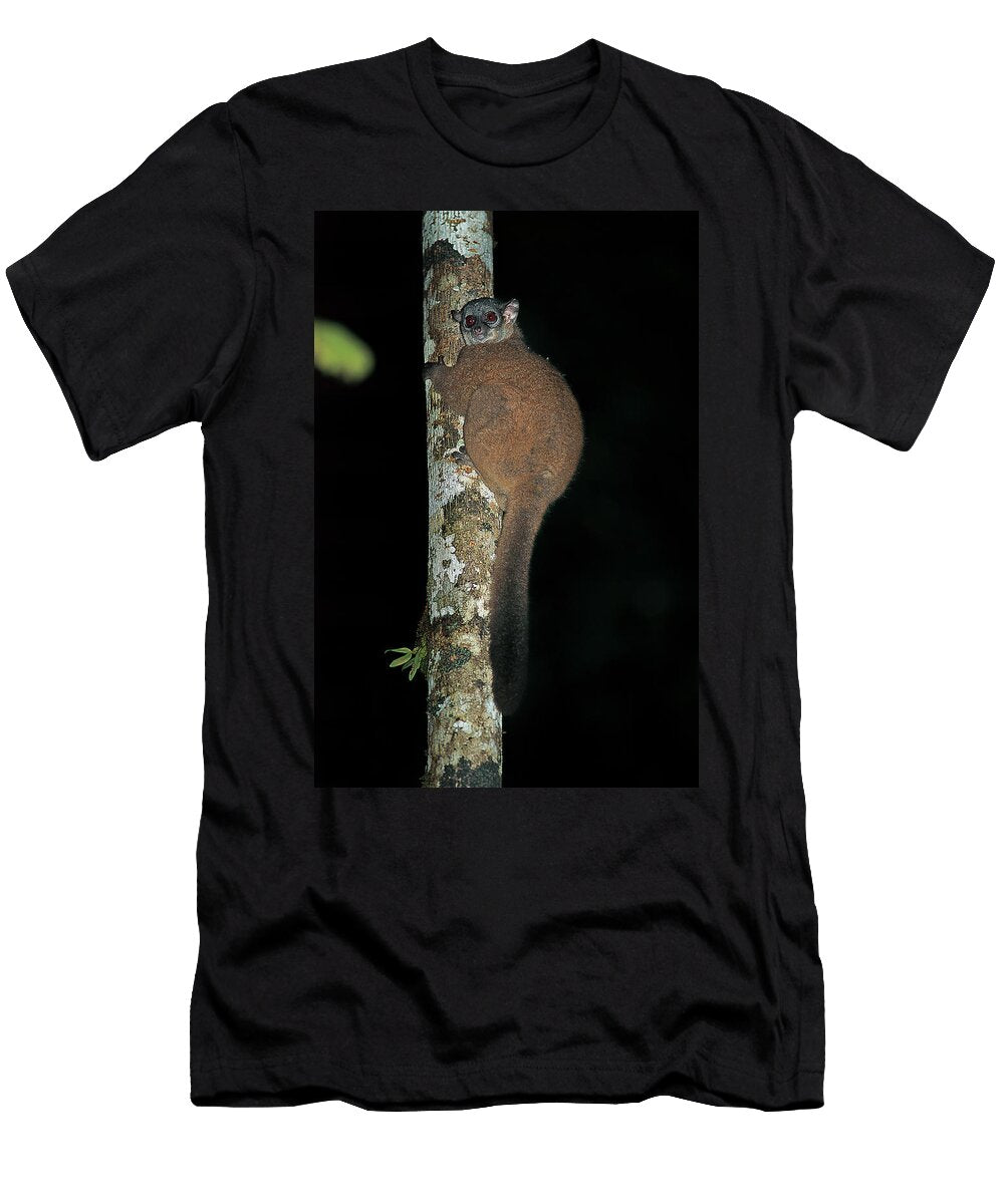 Betsileo Sportive Lemur Resting on Tree Trunk in Montane Nick Garbutt Natureplcom T-Shirt