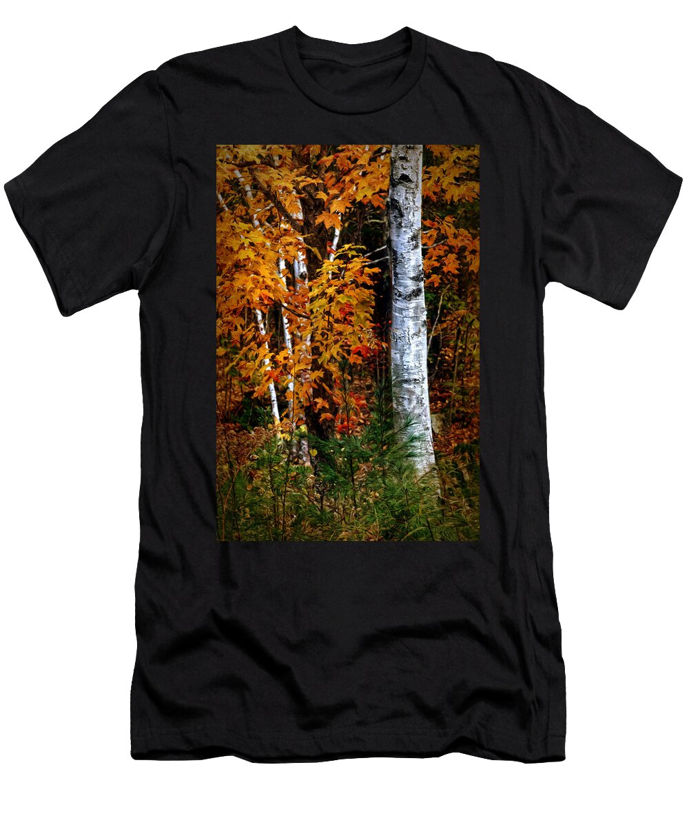 Birch in Autumn Nikolyn Mcdonald T-Shirt