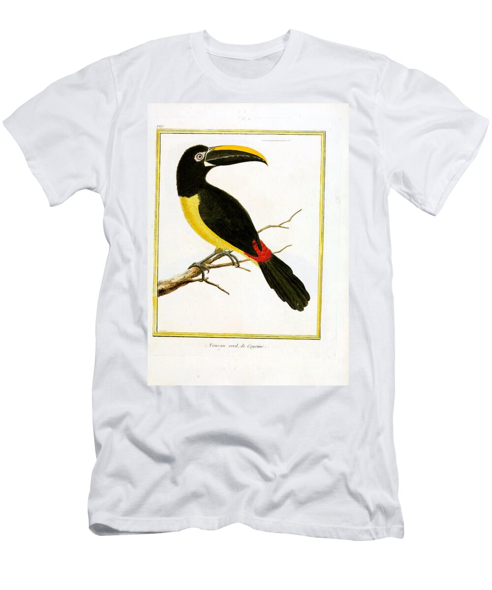 Channel Billed Toucan From Cayenne Print Unknown T-Shirt