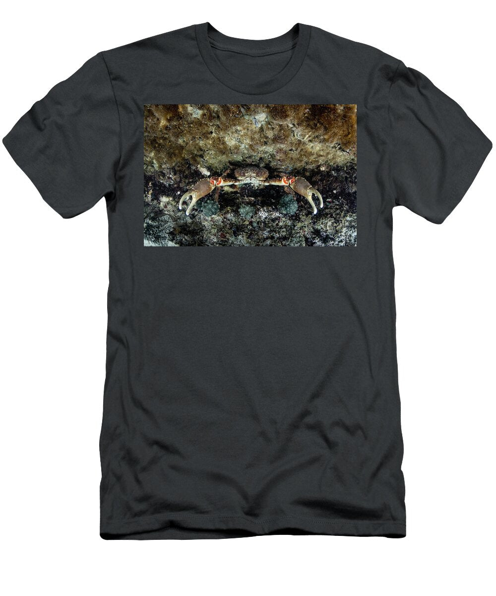 Channel Clinging Crab Hiding in Cave Eleuthera Island Shane Gross Natureplcom T-Shirt