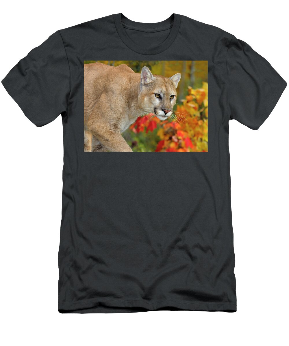 Close Up of a Cougar Face in an Autumn Forest with Red Maple Lea Reimar Gaertner T-Shirt