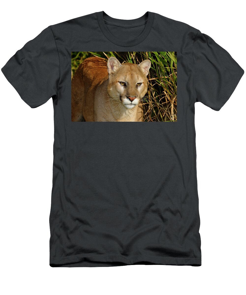 Close Up of a Mountain Lion Stalking Prey in Tall Grass Reimar Gaertner T-Shirt
