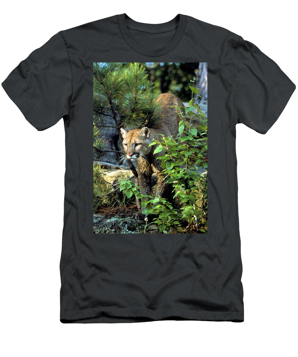 Cougar Coming Through Larry Allan T-Shirt