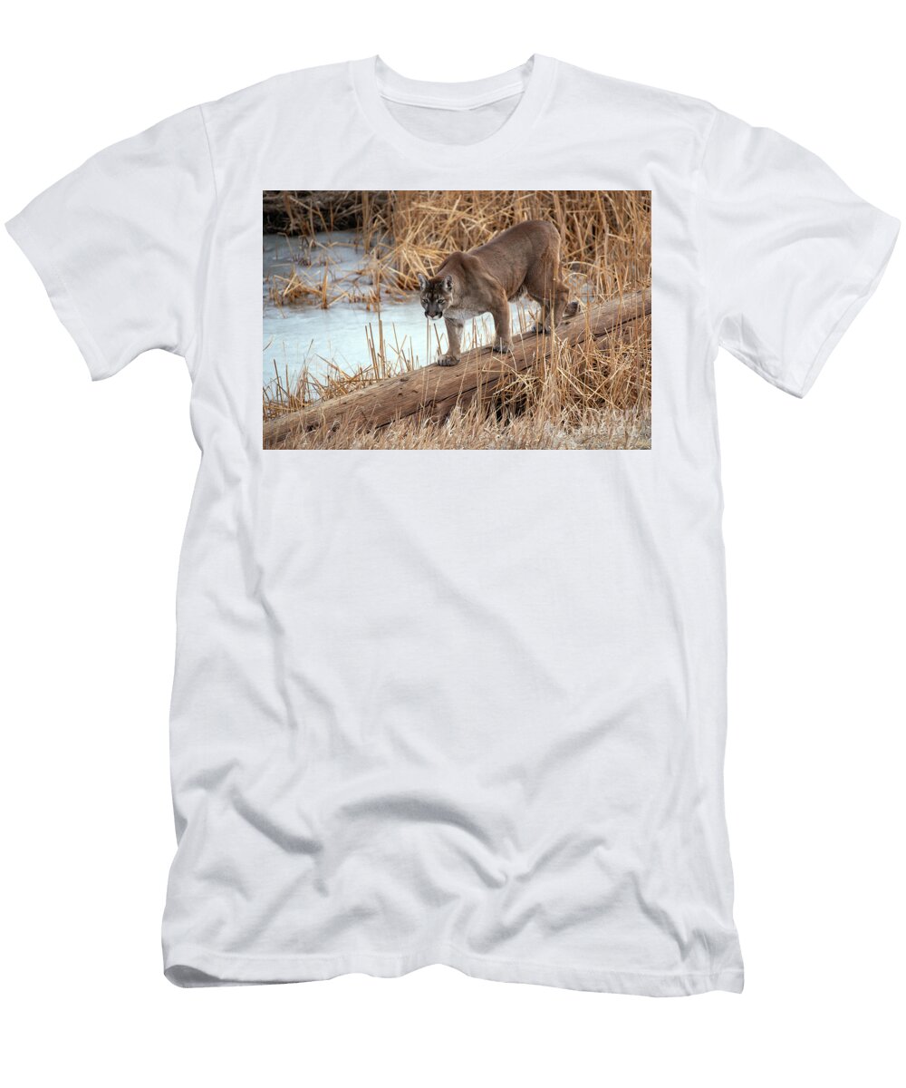 Cougar Mountain Lion Crossing Log Over Frozen Pond Georgia Evans T-Shirt
