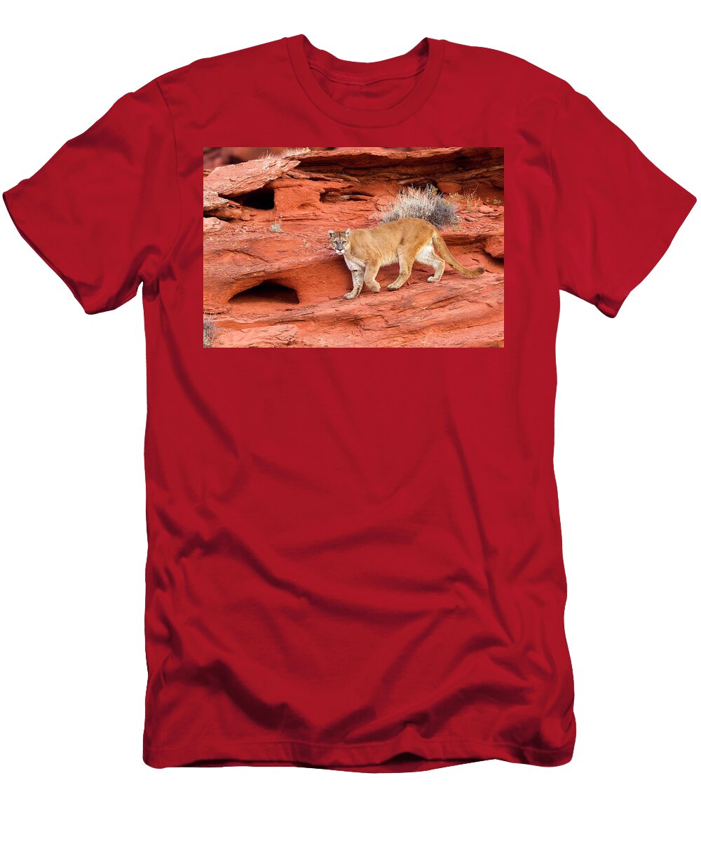 Cougar or Mountain Lion Walking Past Red Cliffs Utah USA Sylvain Cordier Natureplcom T-Shirt