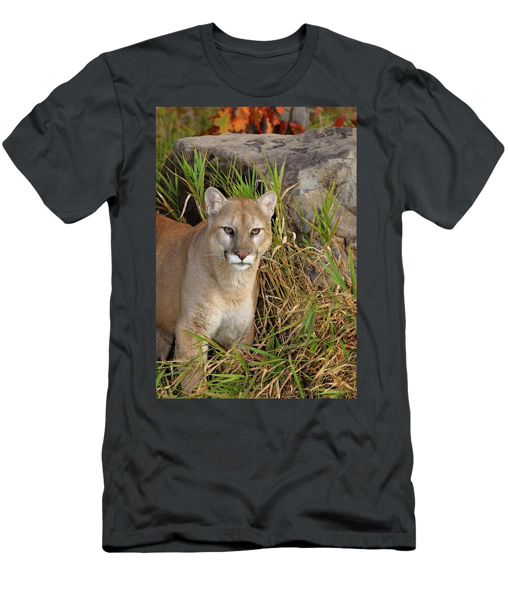 Cougar Standing in Tall Grass By a Rock in Autumn Reimar Gaertner T-Shirt