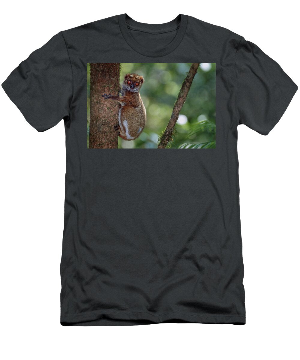 Eastern Woolly Lemur Juvenile Resting on Tree Trunk Nick Garbutt Natureplcom T-Shirt