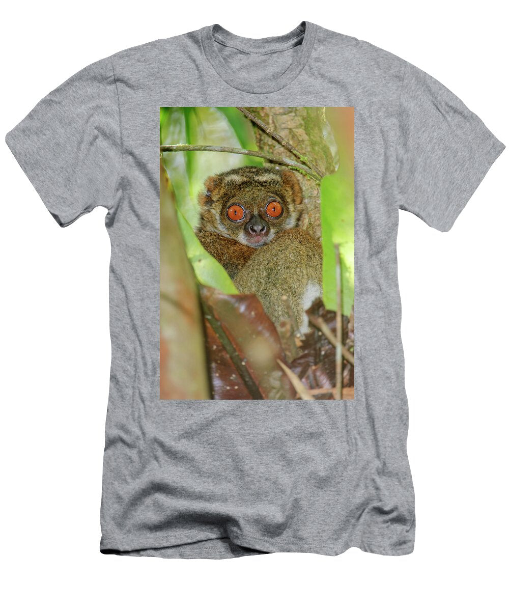 Eastern Woolly Lemur Sitting in Tree Mantadia National Nick Garbutt Natureplcom T-Shirt