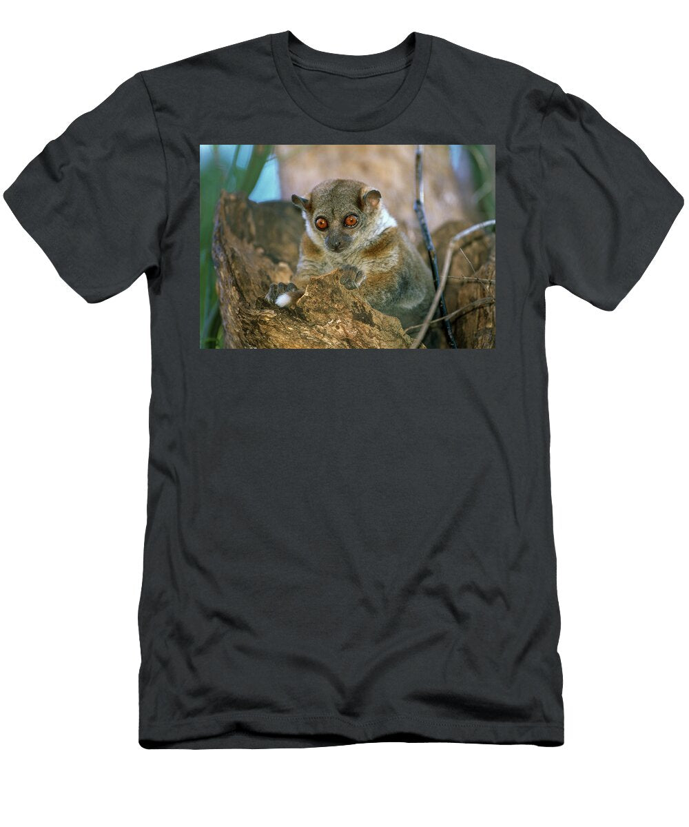 Grewcocks Sportive Lemur Sitting in Tree Anjajavy Forest Nick Garbutt Natureplcom T-Shirt