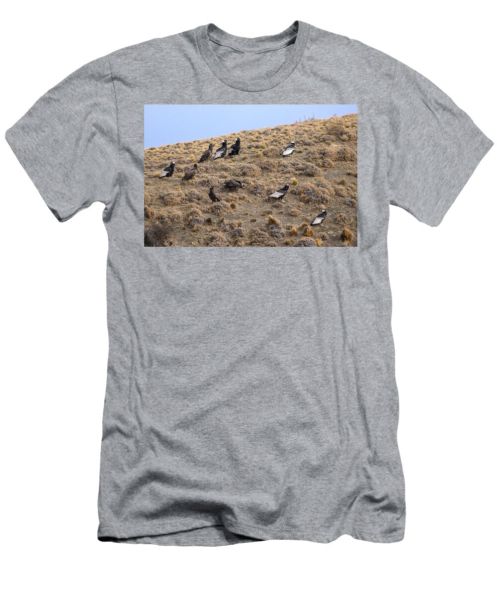 Group of Andean Condors Perched on Hillside Close to Puma Nick Garbutt Natureplcom T-Shirt