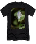 Holly Blue Butterfly Sark British Channel Islands Sue Daly Natureplcom T-Shirt