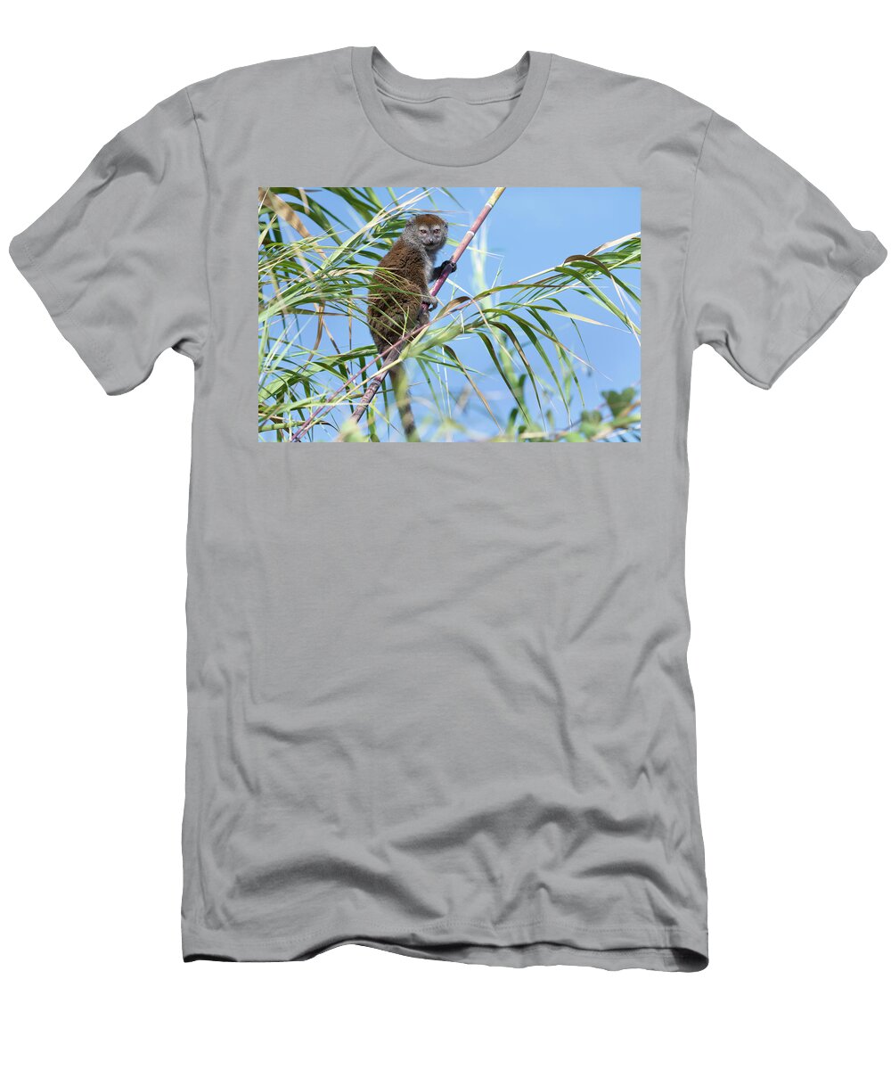 Lac Alaotra Bamboo Lemur in Bamboo Lake Alaotra Bernard Castelein Natureplcom T-Shirt