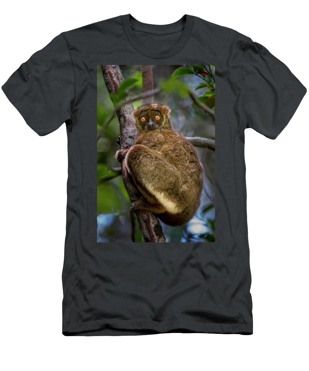 Masoala Woolly Lemur Sitting in Tree Masoala National Nick Garbutt Natureplcom T-Shirt