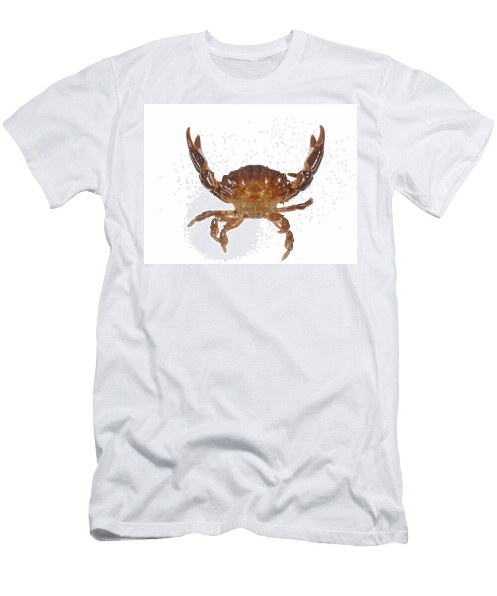 Montagus Furrowed Crab From English Channel South Nick Upton Natureplcom T-Shirt