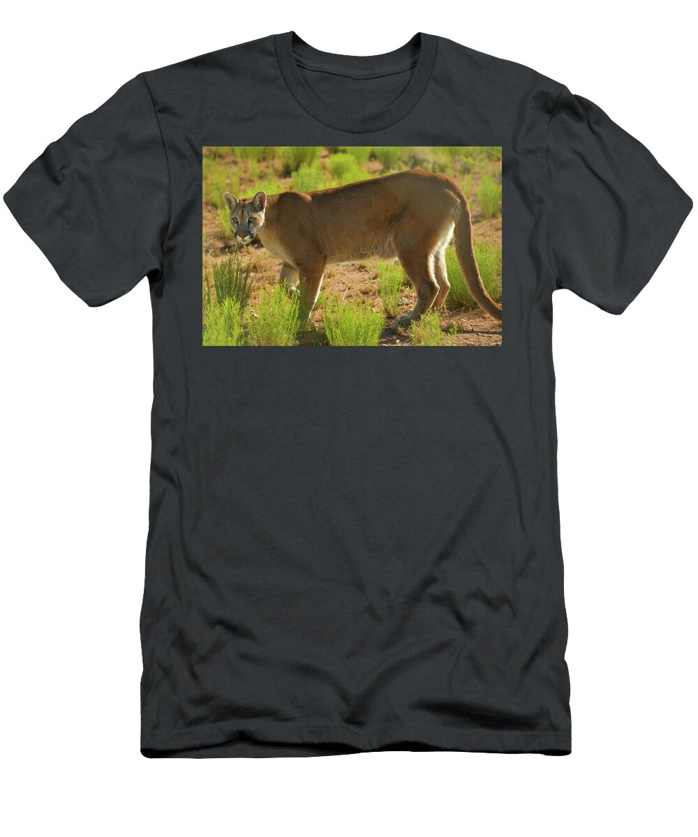 Mountain Lion Backlit Dean Hueber T-Shirt