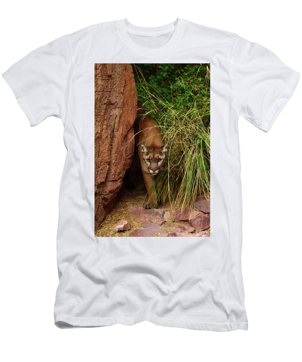Mountain Lion Emerges Dean Hueber T-Shirt