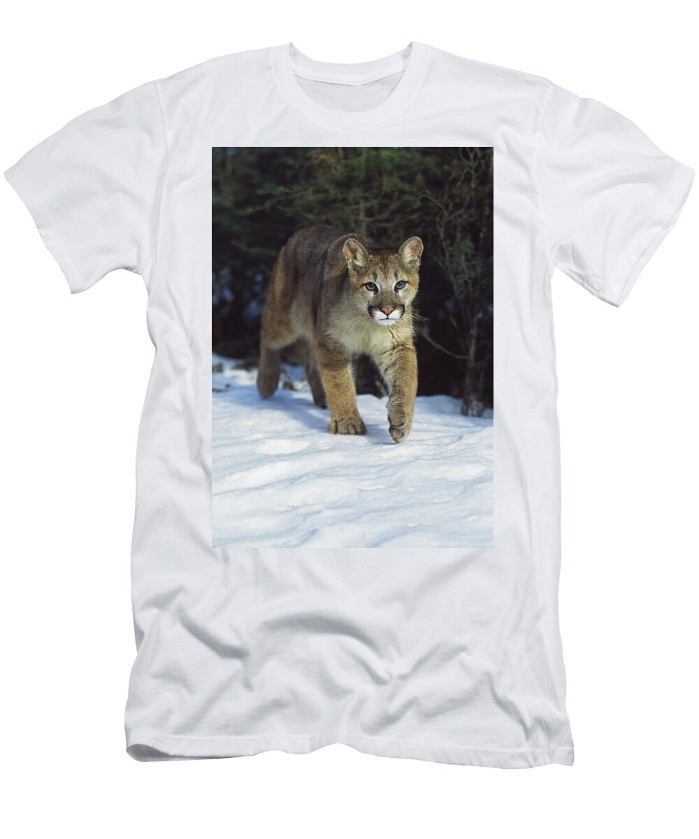 Mountain Lion Felis Concolor Idaho USA David Ponton T-Shirt