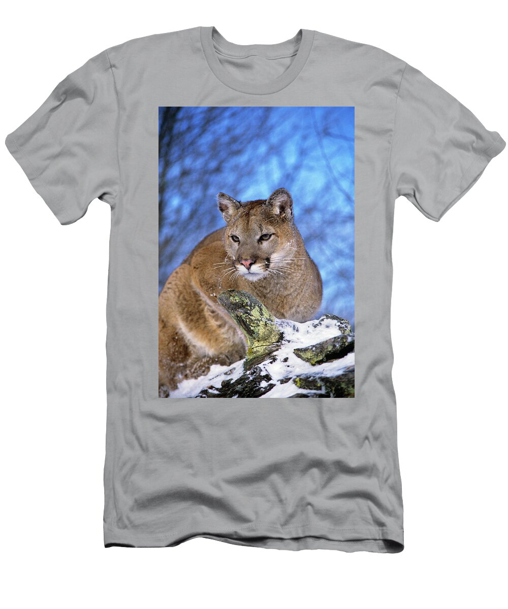 Mountain Lion Felis Concolor North Animal Images T-Shirt