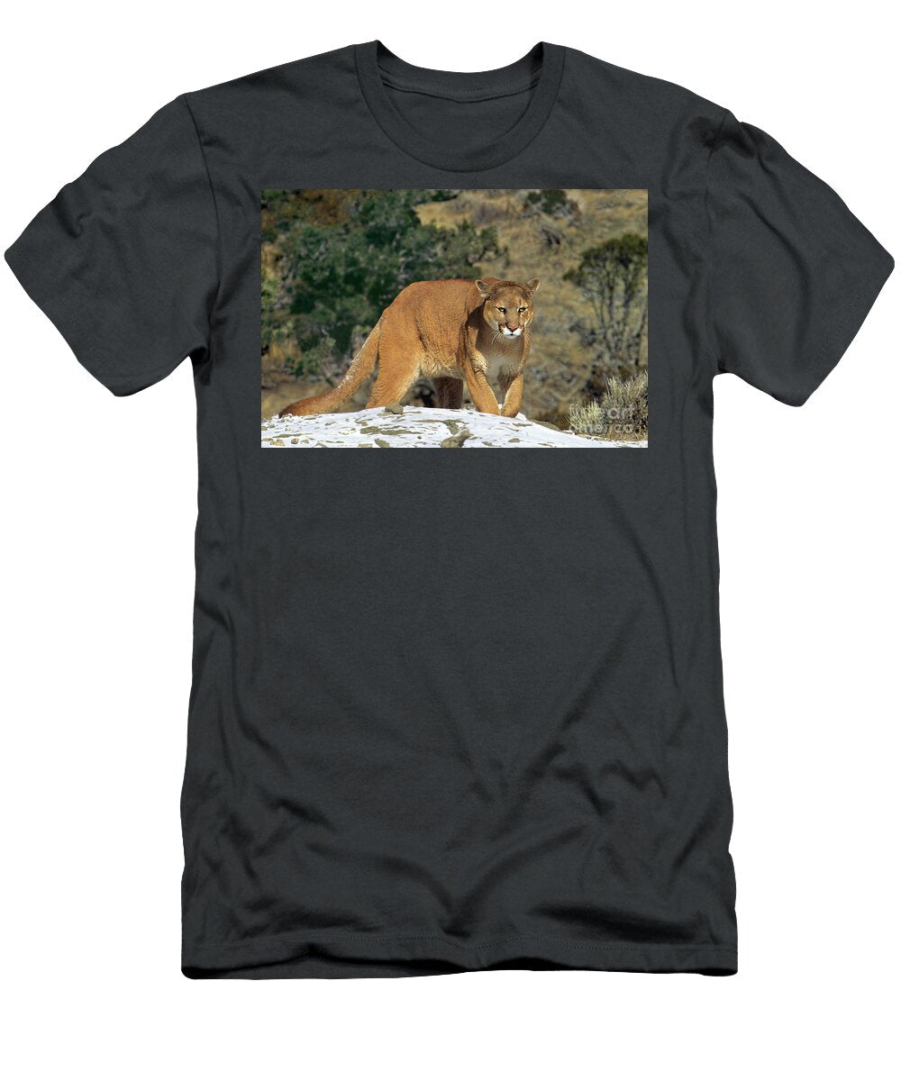 Mountain Lion Felis Concolor Walking on Snow Covered Hillside Dave Welling T-Shirt