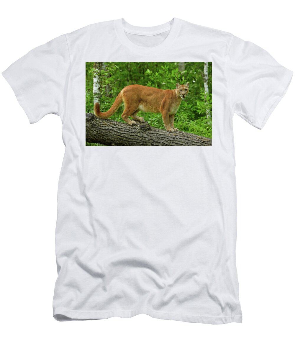 Mountain Lion on Fallen Tree 1 Dean Hueber T-Shirt