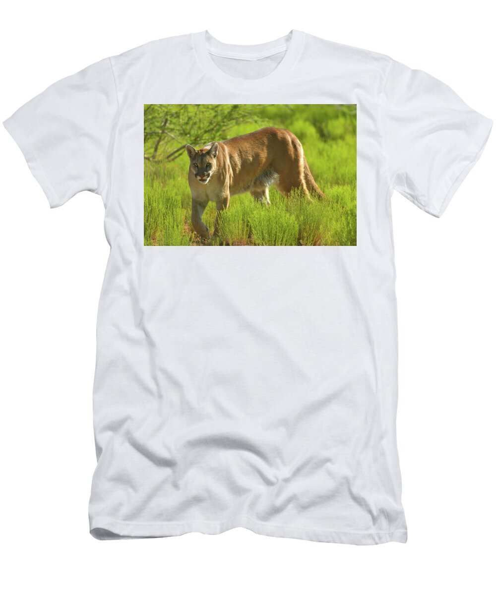 Mountain Lion Prowling Dean Hueber T-Shirt
