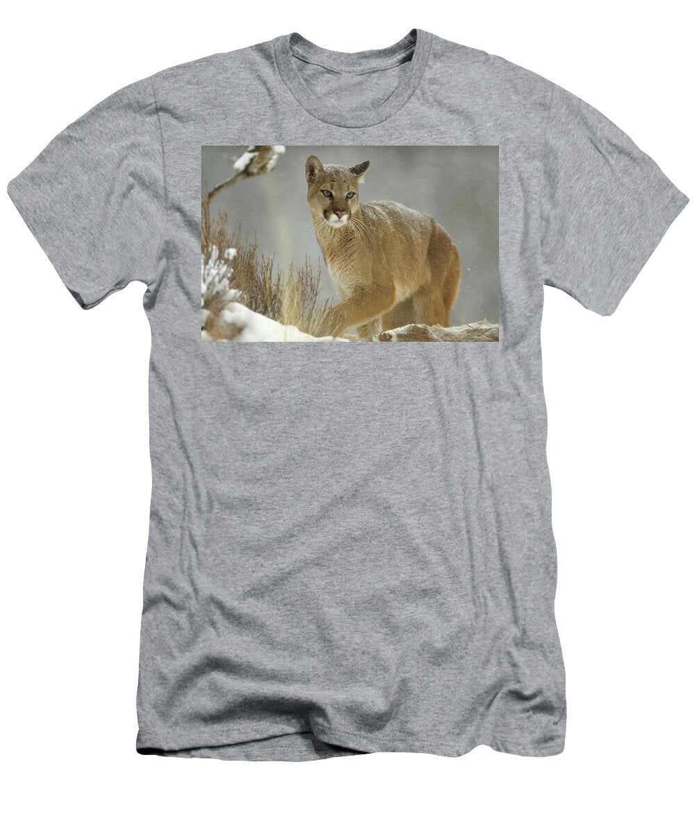 Mountain Lion Puma Concolor Adult Tim Fitzharris T-Shirt