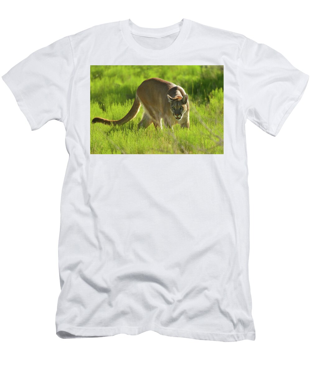 Mountain Lion Stalking Dean Hueber T-Shirt