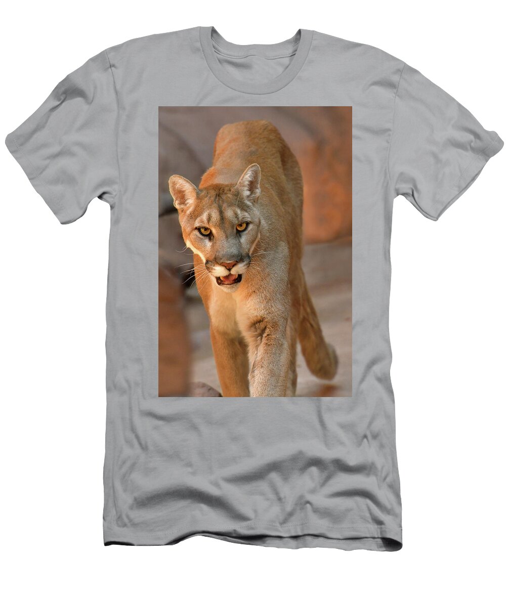 Mountain Lion Walking 2 Dean Hueber T-Shirt