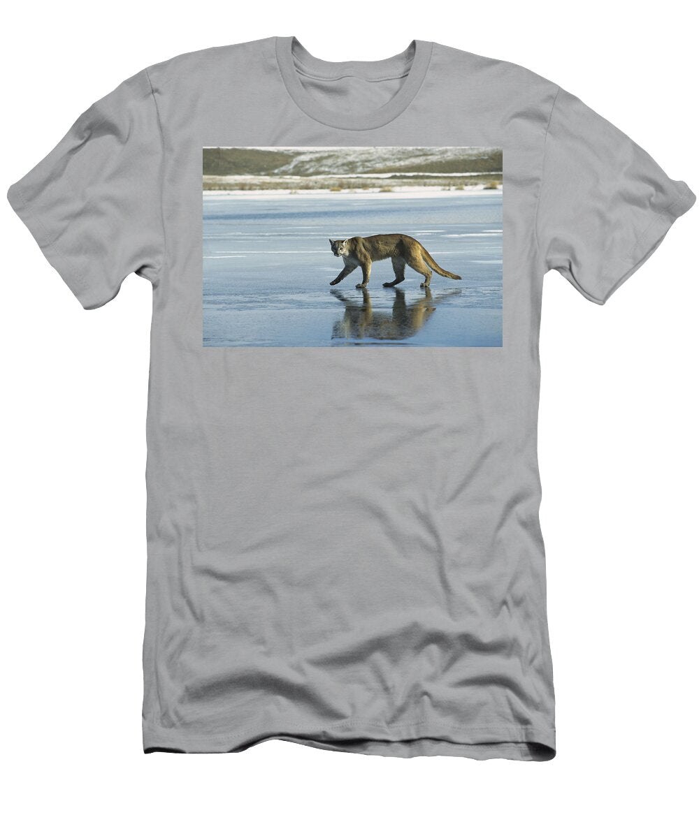 Mountain Lion Walking on Frozen Lake Konrad Wothe T-Shirt