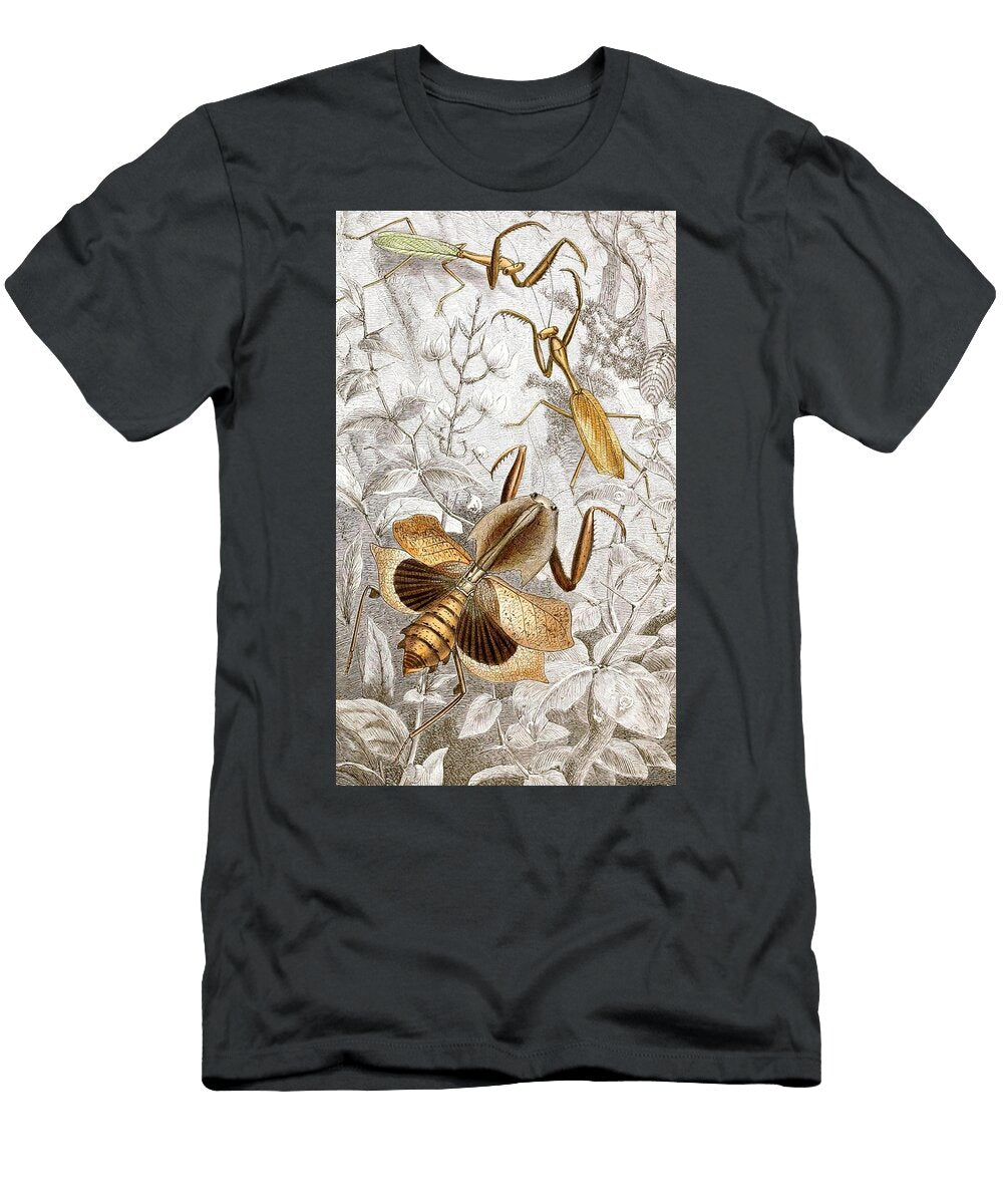 Orthopteres Pl Ii Jules Rothschild French T-Shirt