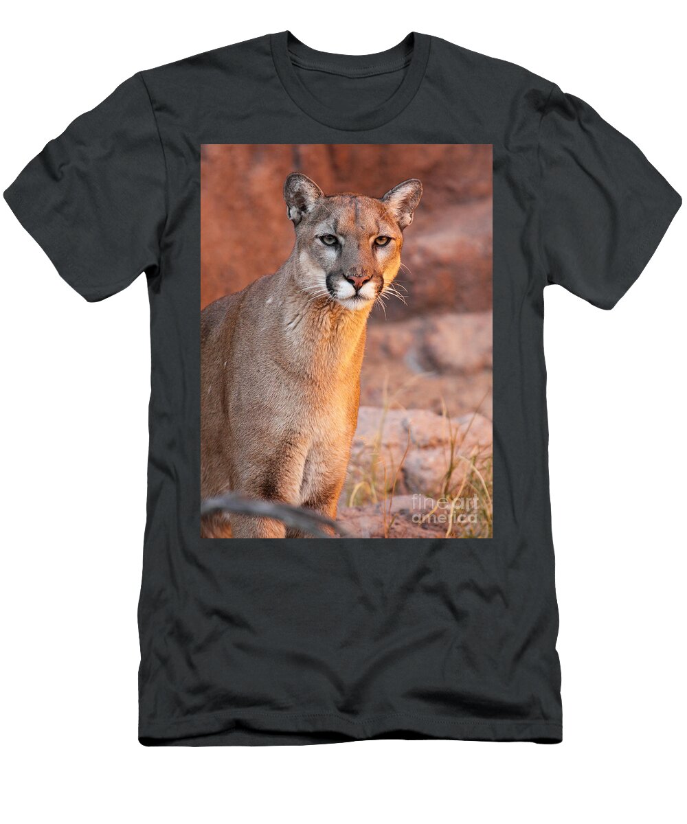 Puma At Sunset Max Allen T-Shirt