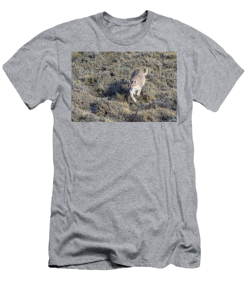Puma Female Chasing Birds Prey Torres Del Paine National Nick Garbutt Natureplcom T-Shirt