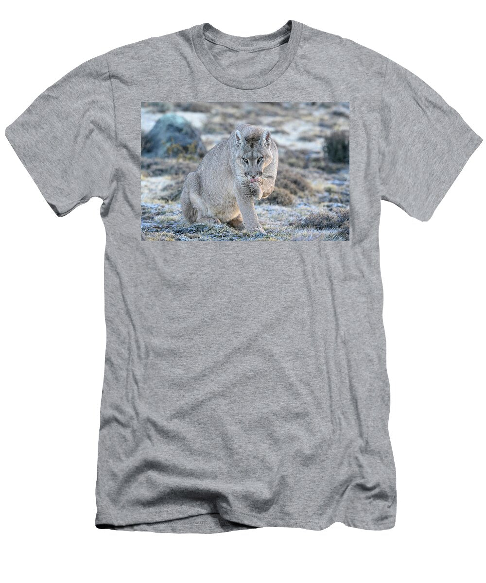 Puma Female Grooming After Feeding Torres Del Paine Nick Garbutt Natureplcom T-Shirt