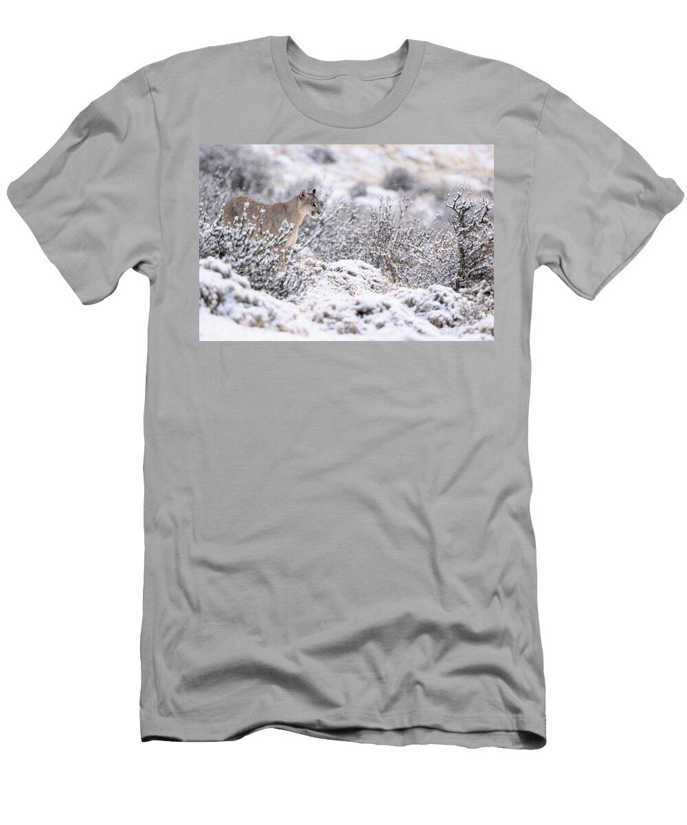 Puma Female on Snow Covered Hillside Torres Del Paine Nick Garbutt Natureplcom T-Shirt