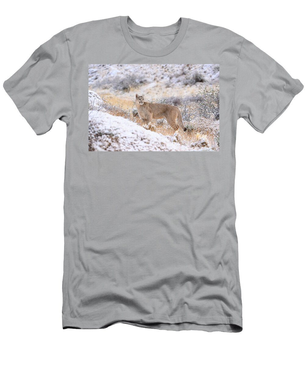 Puma Female on Snowy Hillside Torres Del Paine National Nick Garbutt Natureplcom T-Shirt