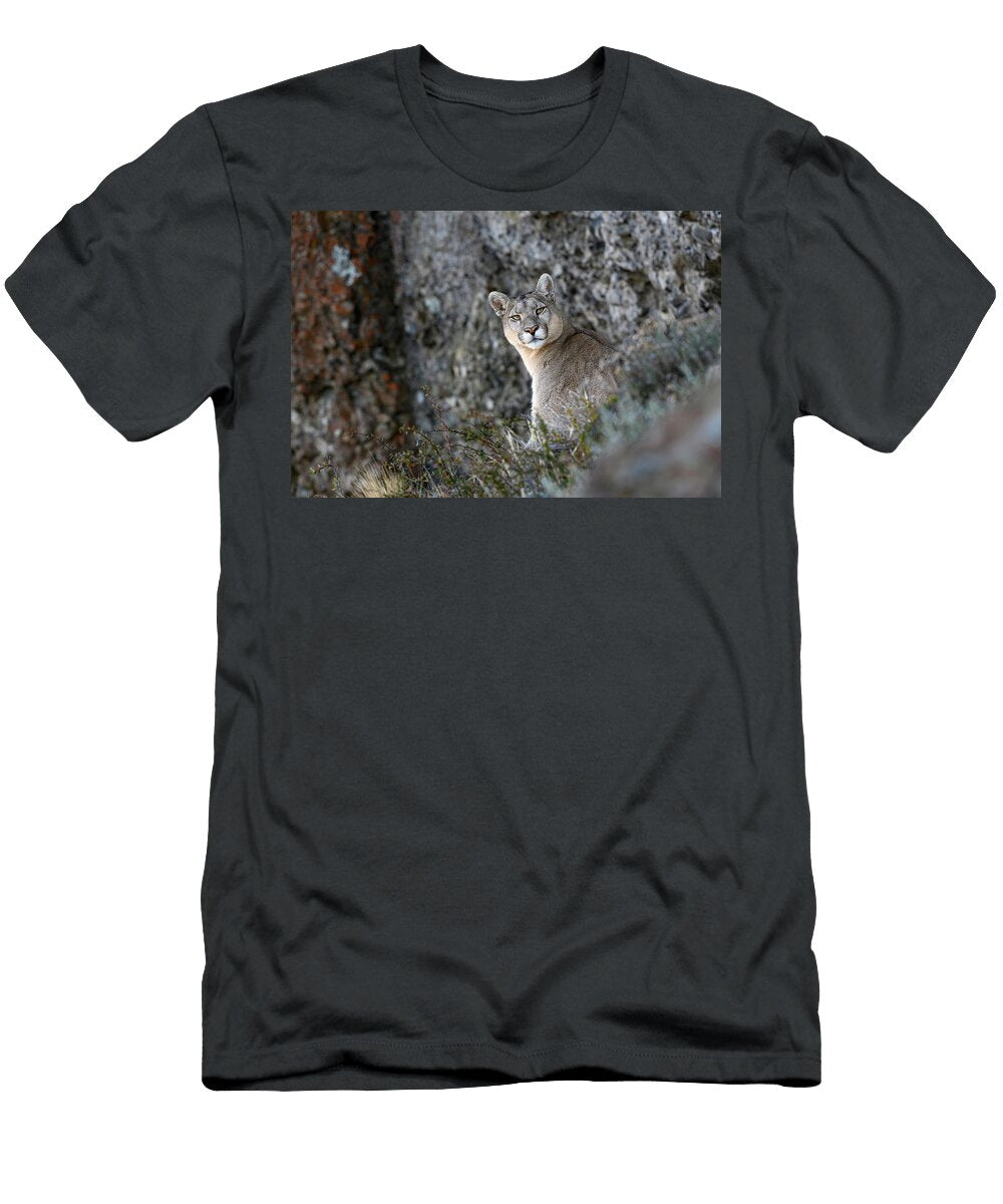 Puma Female Resting on Mountainside Torres Del Paine Nick Garbutt Natureplcom T-Shirt