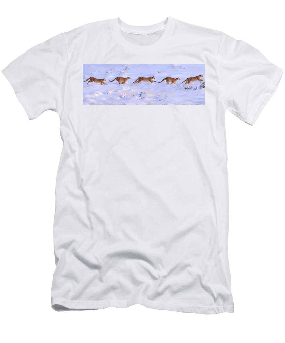 Puma Female Running Sequence in Deep Snow Torres Del Nick Garbutt Natureplcom T-Shirt