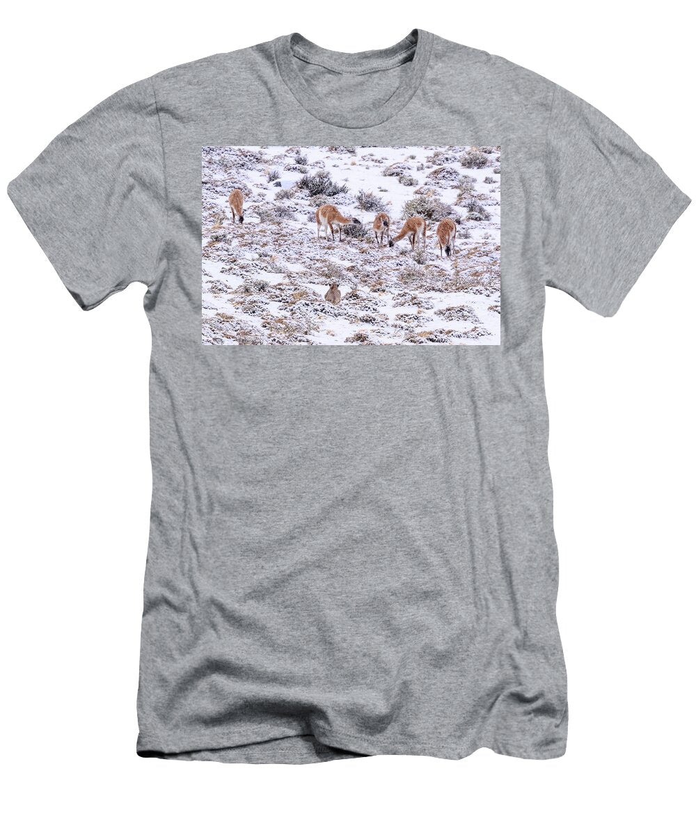Puma Female Stalking Guanaco Herd in Snow Torres Del Nick Garbutt Natureplcom T-Shirt