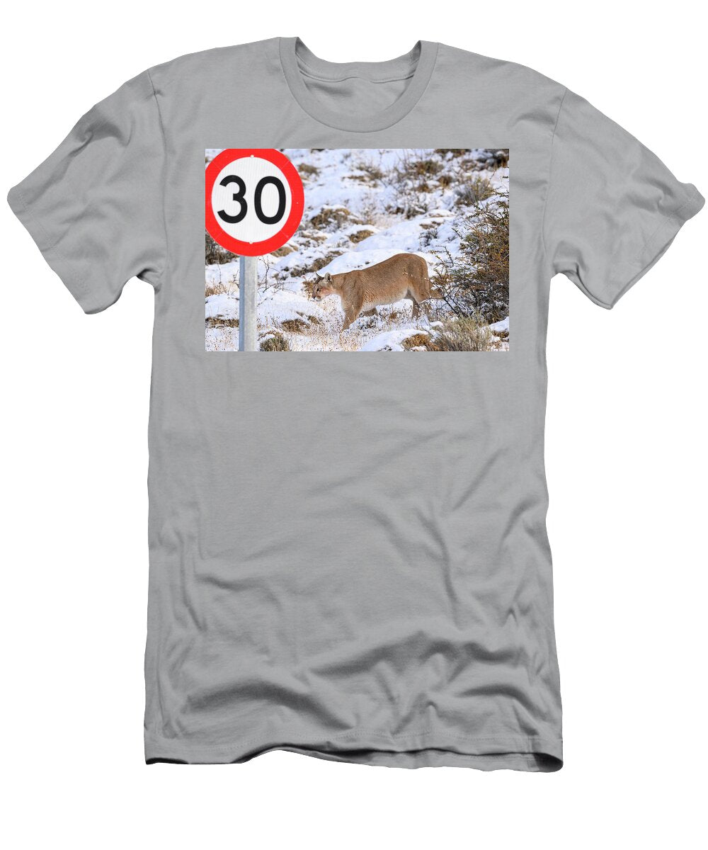 Puma Female Walking in Deep Snow Close to Road Sign Nick Garbutt Natureplcom T-Shirt