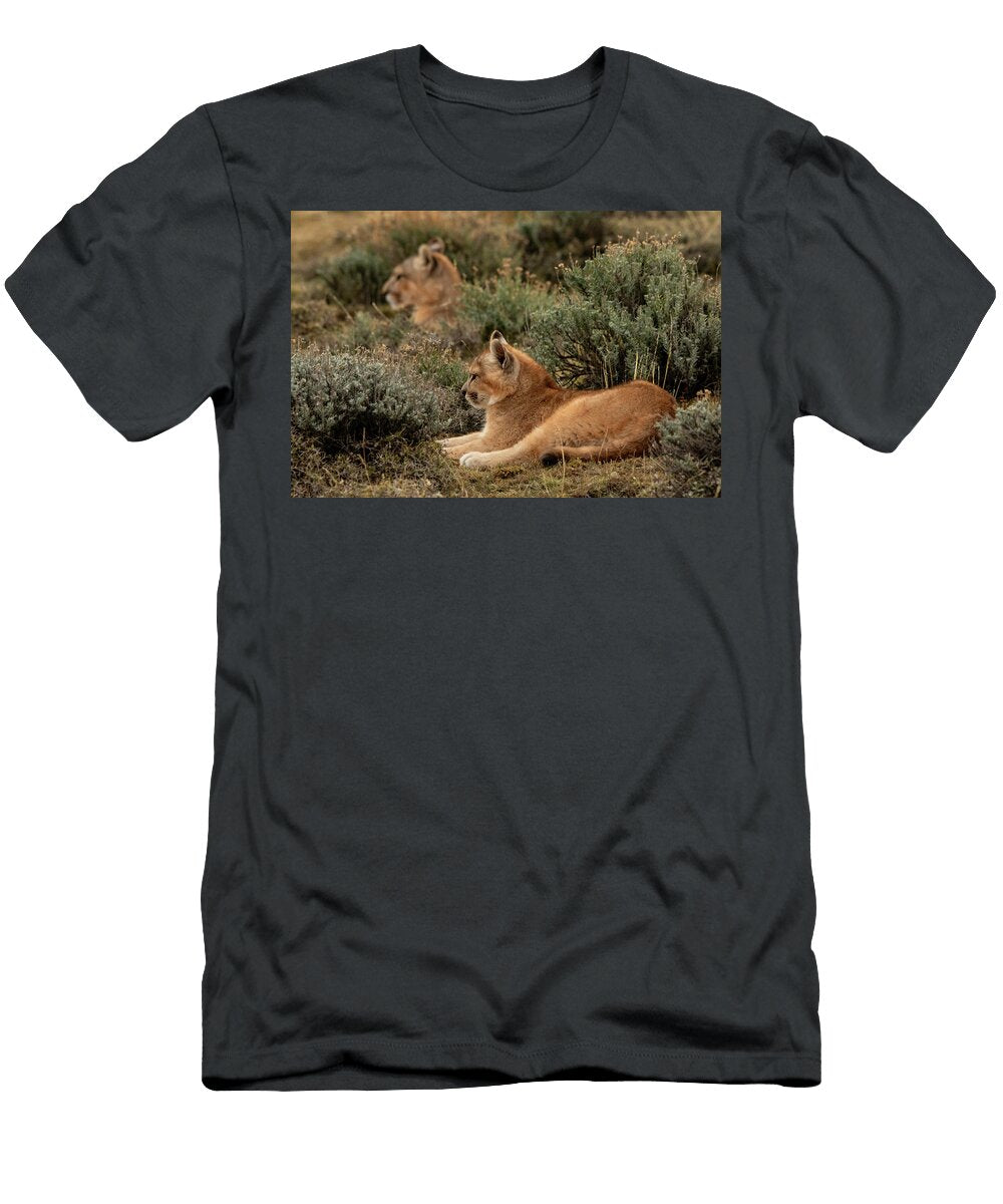 Puma Female with Cub Resting Torres Del Paine National Lucas Bustamante Natureplcom T-Shirt